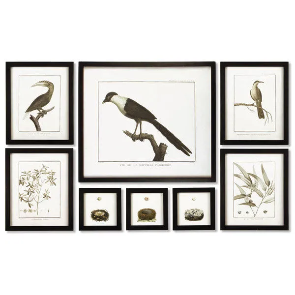Product Image 1 for Framed Audubon Prints, Set Of 8 from Napa Home And Garden
