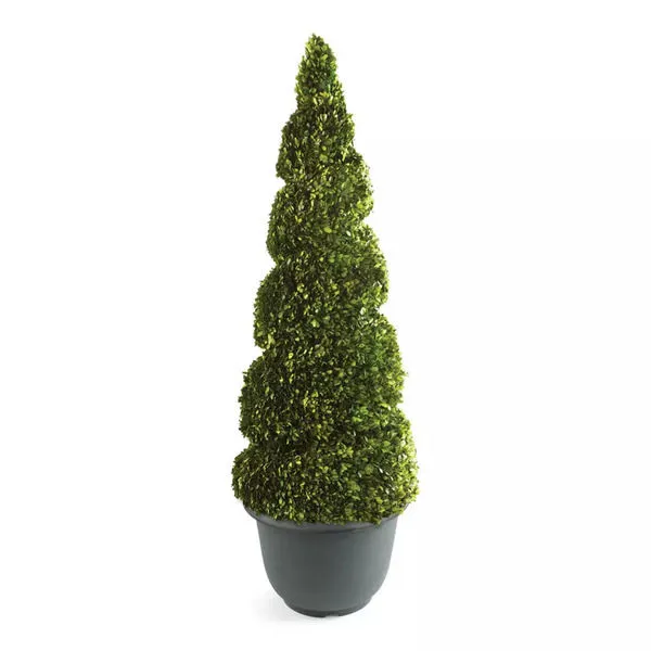Product Image 1 for Boxwood Spiral Topiary In Plastic Pot 75" from Napa Home And Garden
