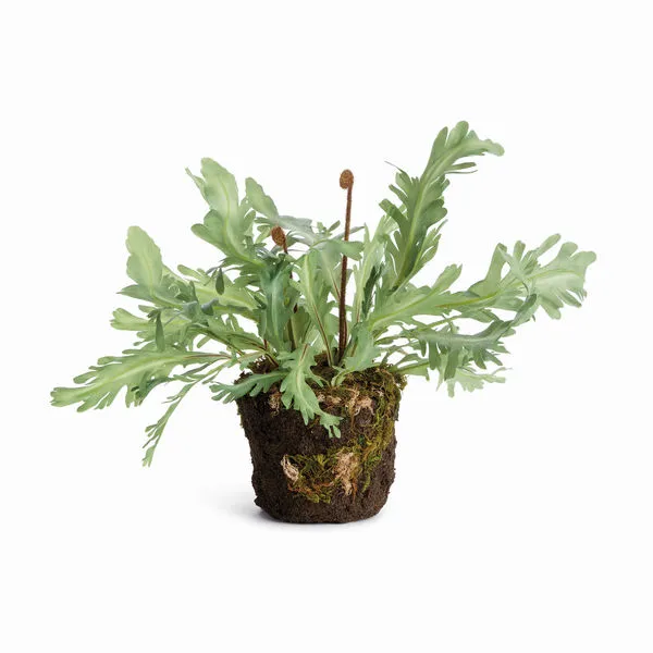 Product Image 1 for Birds Nest Fern Drop-In 13.5 from Napa Home And Garden