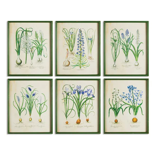 Product Image 1 for Spring Bulbs Prints, Set Of 6 from Napa Home And Garden