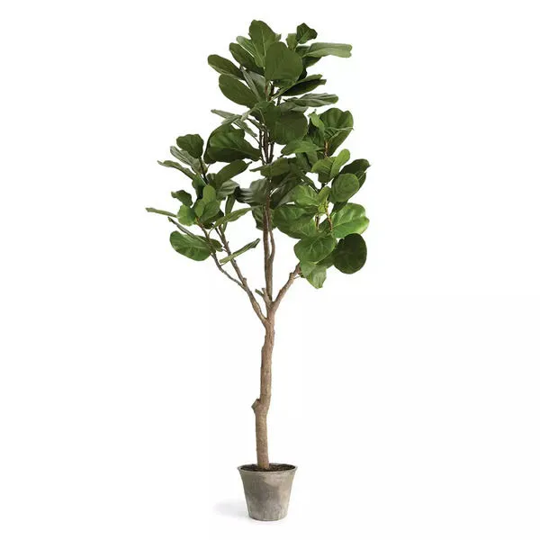 Product Image 1 for Fiddle Leaf Fig Tree Potted 79" from Napa Home And Garden