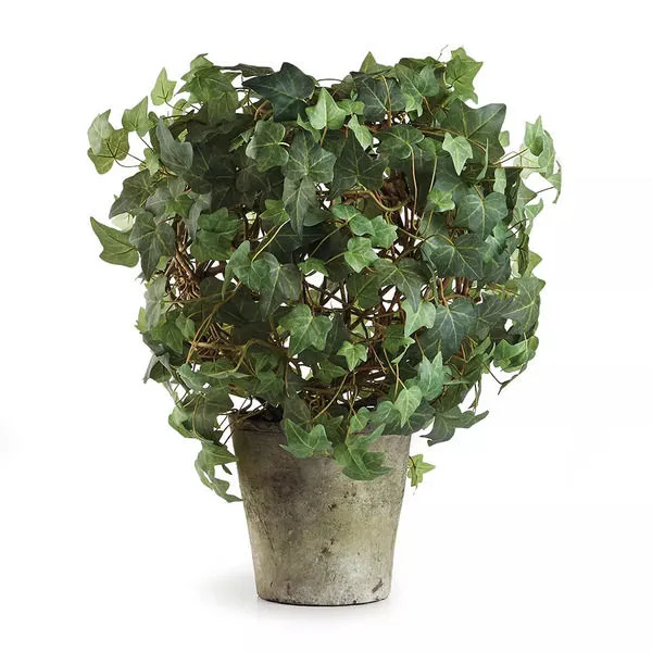 Product Image 1 for Ivy Ball Topiary Potted 20"H from Napa Home And Garden