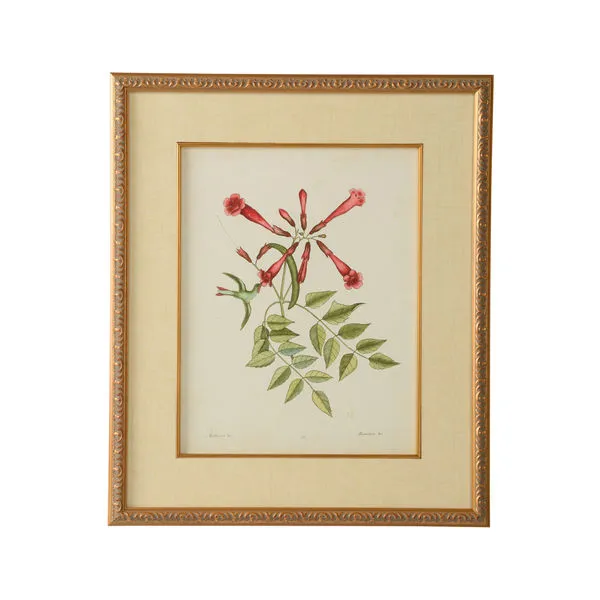 Product Image 1 for Catesby Bird & Botanical Artwork VI from Chelsea House