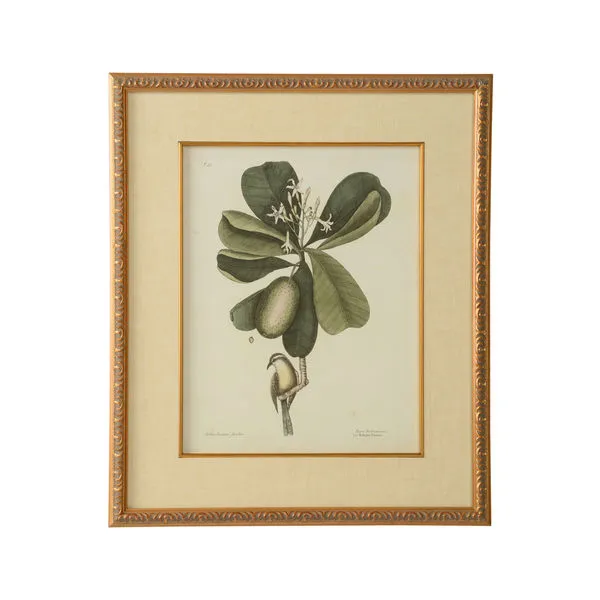 Product Image 1 for Catesby Bird & Botanical Artwork III from Chelsea House