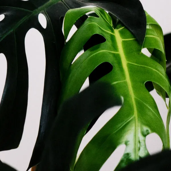 Product Image 3 for Monstera Light from Four Hands