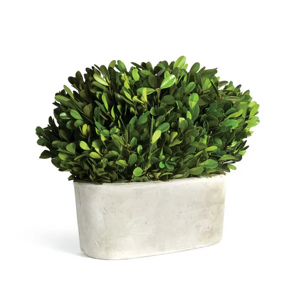 Product Image 1 for Boxwood Bush In Oval Pot from Napa Home And Garden