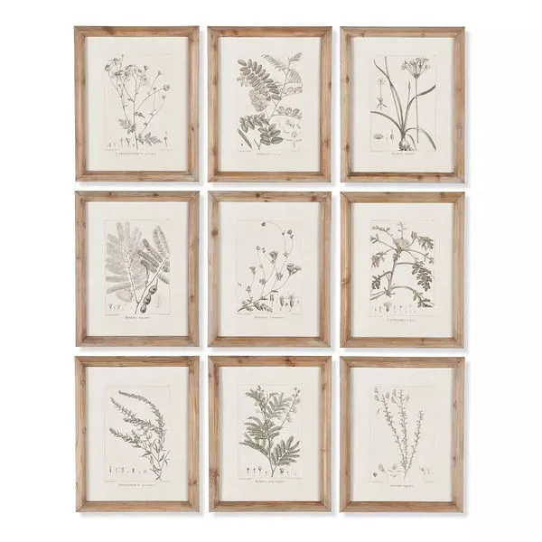 Product Image 1 for Botanical Illustrations, Set Of 9 from Napa Home And Garden