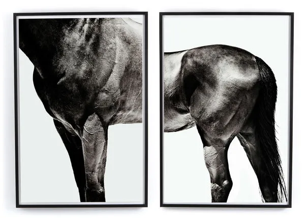 Product Image 1 for Horse By Yusuke Murata Set Of 2 from Four Hands