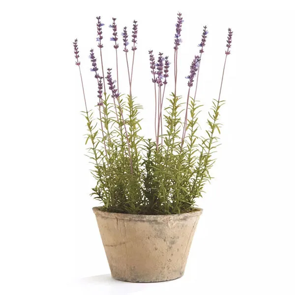 Product Image 1 for 12.5" Potted French Lavendar from Napa Home And Garden