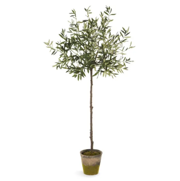 Product Image 1 for Olive Tree In Moss Pot 69" from Napa Home And Garden