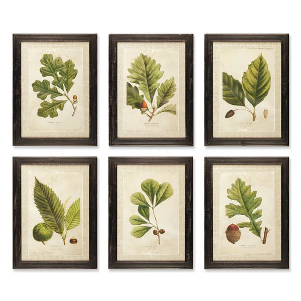 Product Image 1 for Arborist Framed Prints, Set Of 6 from Napa Home And Garden