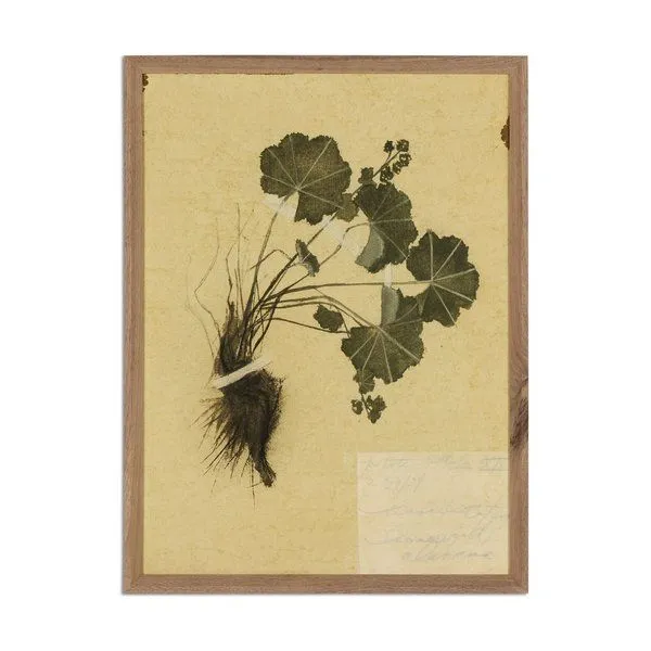 Framed painting of green plant with roots on aged yellowed paper in rustic walnut frame