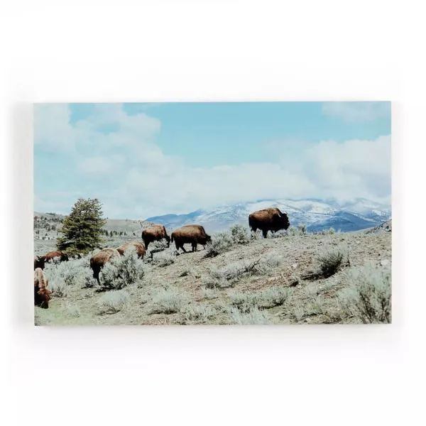 Product Image 2 for Buffalo Ii By Amy Humphries from Four Hands