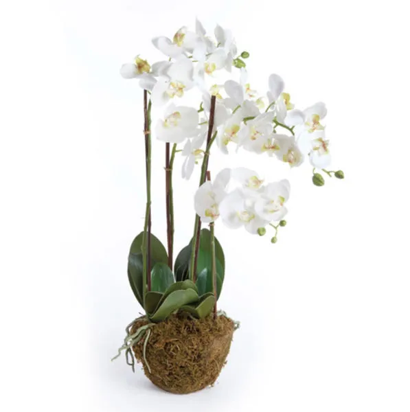 Phalaenopsis orchid drop-in with white blooms and green leaves planted in moss