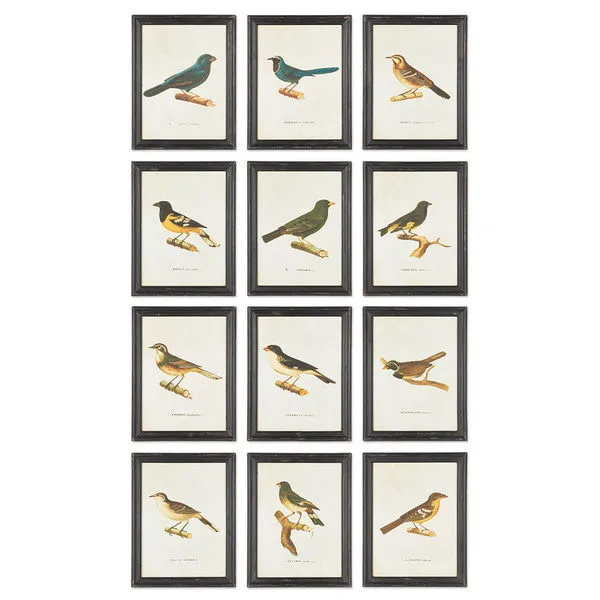 Product Image 1 for Framed Bird Prints, Set Of 12 from Napa Home And Garden