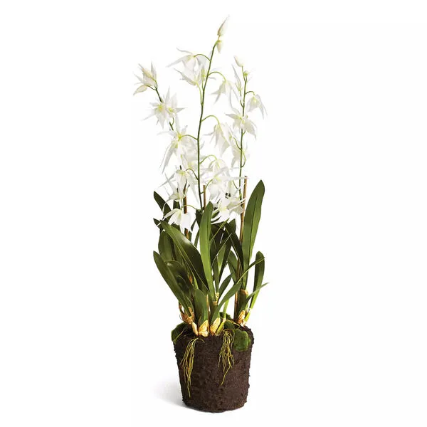 Product Image 1 for Spider Orchid Drop In 44" from Napa Home And Garden