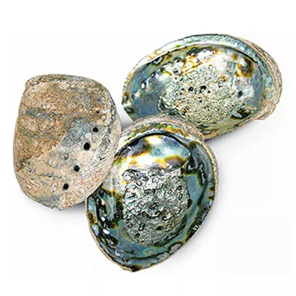 Product Image 1 for Mosaic Abalone Shell from Regina Andrew Design