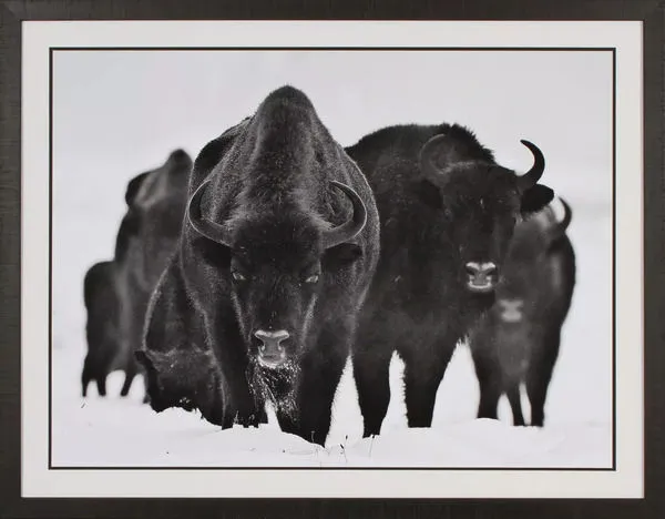 Product Image 1 for Stampede Art from Shadow Catchers