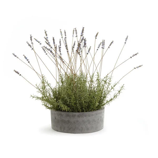 Product Image 1 for French Lavender In Bowl 26" from Napa Home And Garden