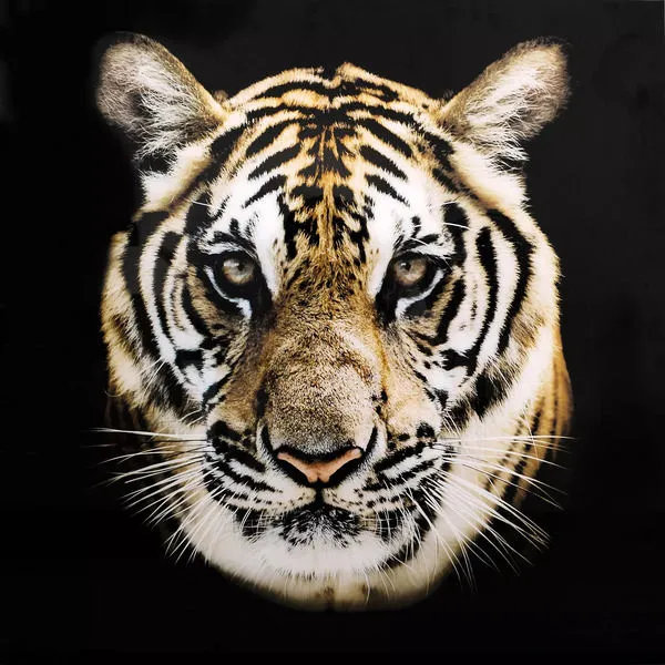 Product Image 1 for Bengal Wall Décor from Moe's