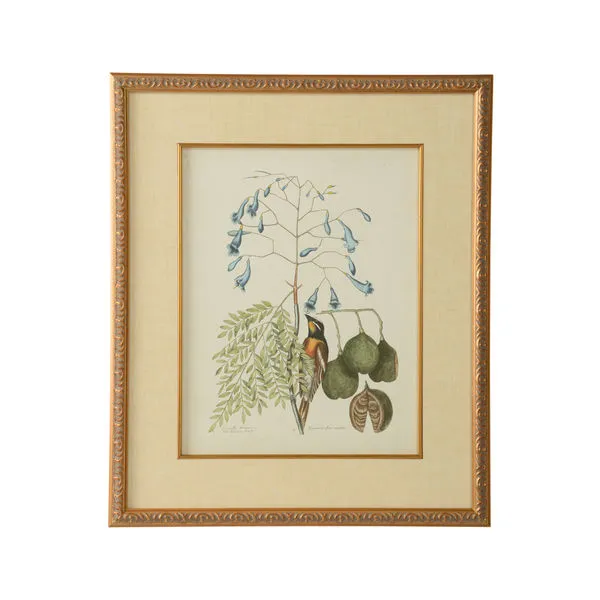 Product Image 1 for Catesby Bird & Botanical Artwork II from Chelsea House