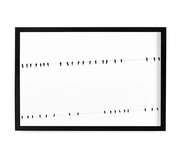 Black and white photograph of birds lined up on two parallel power lines with a minimalist white background, framed in black