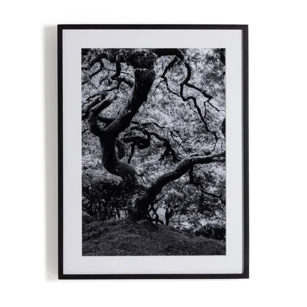 Product Image 1 for Tree Gaze IV By Coup D'esprit, Framed Landscape Photography from Four Hands