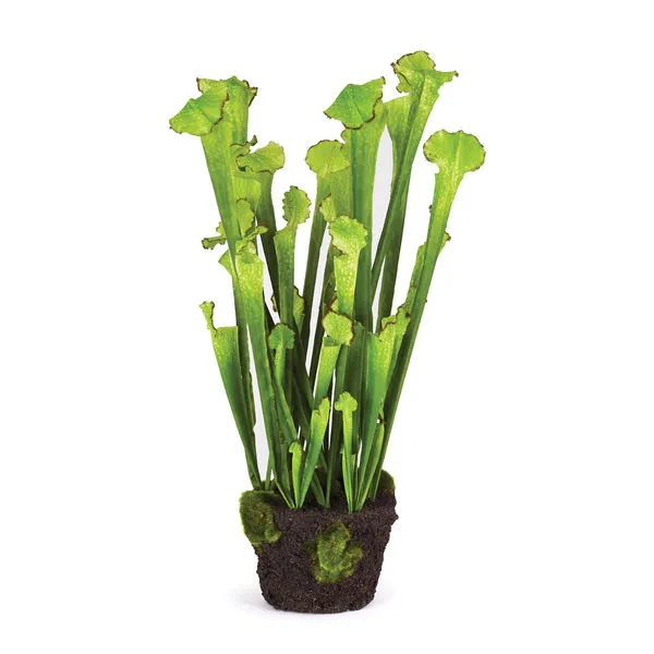 Product Image 1 for Sarracenia Drop In from Napa Home And Garden