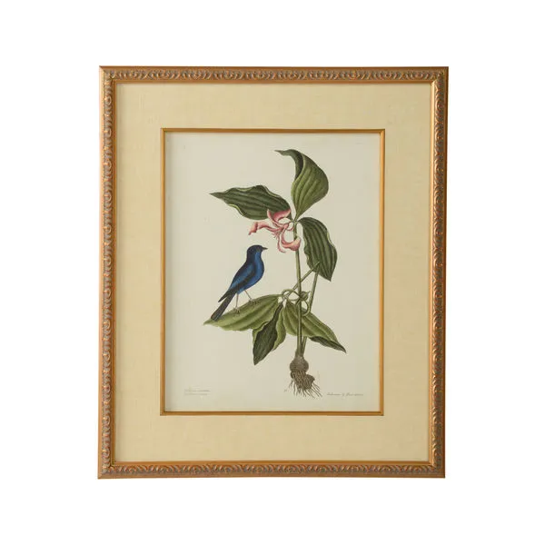 Product Image 1 for Catesby Bird & Botanical Artwork IV from Chelsea House