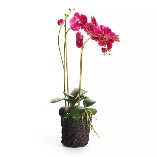 Product Image 1 for Phalaenopsis X 2 Drop In 29" from Napa Home And Garden