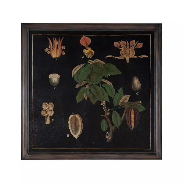 Product Image 1 for Echter Kakaobaum from Elk Home