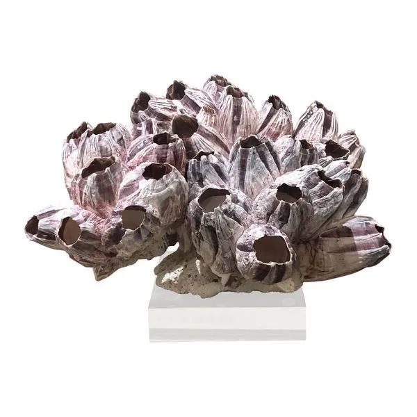 Product Image 1 for Barnacle Coral 8 from Legend of Asia