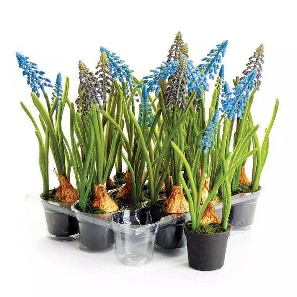 Product Image 1 for Muscari Drop Ins 9.25", Set Of 12 from Napa Home And Garden