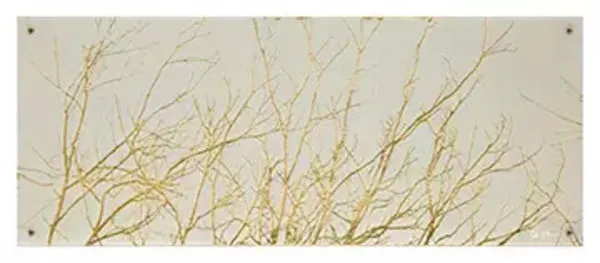 Product Image 1 for Whiteland from Scout & Nimble