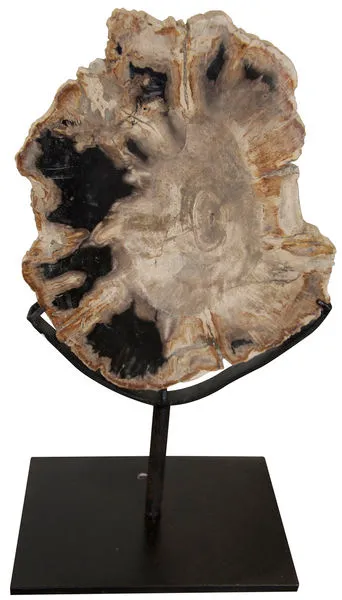 Product Image 1 for Qs Wood Fossil With Stand from Noir