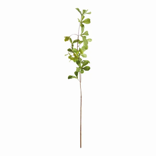 Product Image 1 for Shady Lady Black Olive Stems , Set Of 4 from Napa Home And Garden