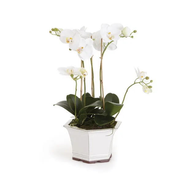 Product Image 1 for Barclay Butera Phalaenopsis In Ceramic Pot from Napa Home And Garden