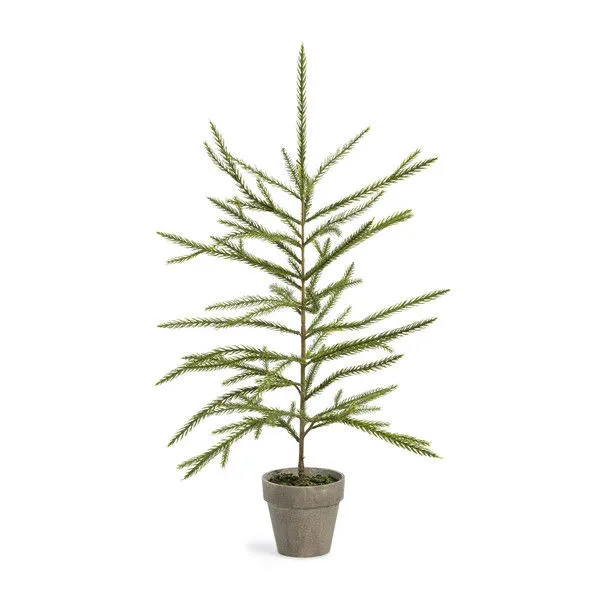 Product Image 1 for Zoe Norfolk Large Pine Potted Seedling from Park Hill Collection