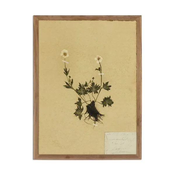 Rustic walnut framed painting of dried botanical specimen with green leaves and white flowers on aged paper background