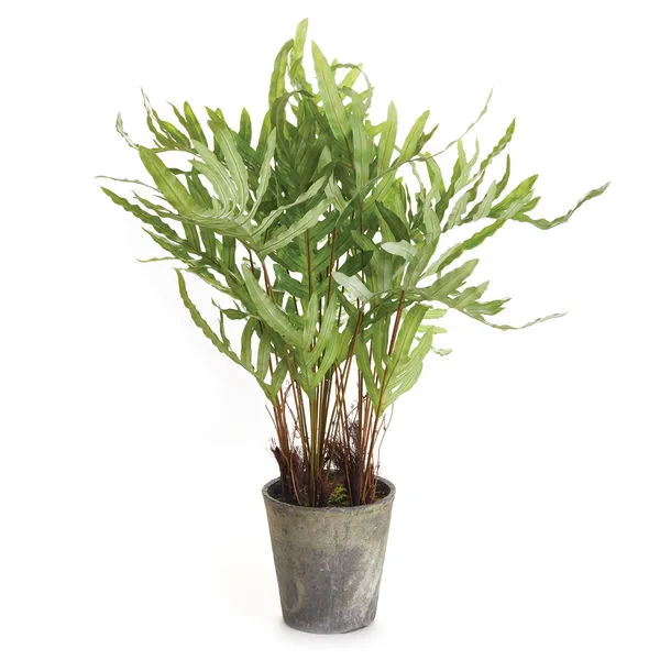 Product Image 1 for Hare's Foot Faux Potted Fern, 36" from Napa Home And Garden