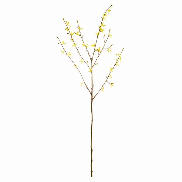 Product Image 1 for Forsythia Stems , Set Of 6 from Napa Home And Garden