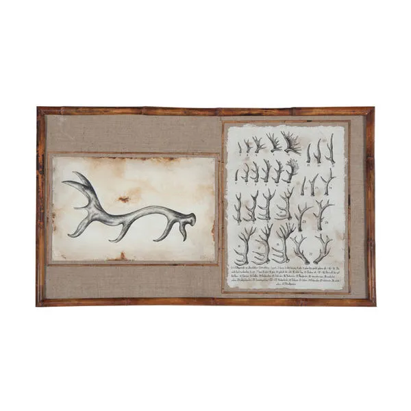 Product Image 1 for Antler Study from Elk Home