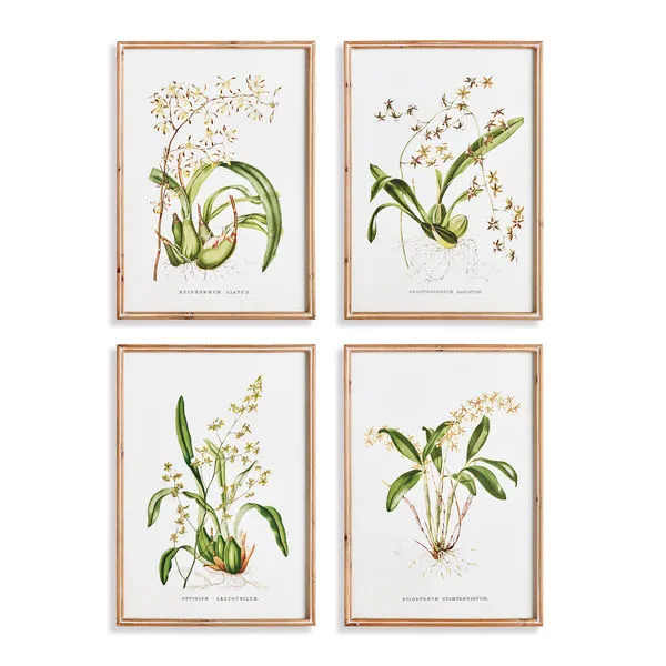 Set of four framed orchid species prints with detailed botanical illustrations and light fir wood frames
