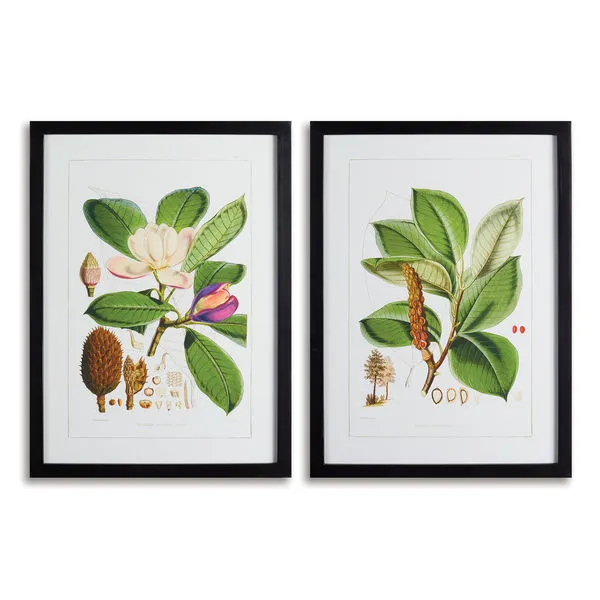 Product Image 1 for Magnolia Prints, Set Of 2 from Napa Home And Garden