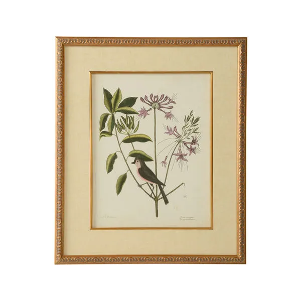 Product Image 1 for Catesby Bird & Botanical Artwork I from Chelsea House
