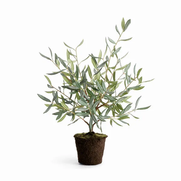 Product Image 1 for Olive Tree Drop-In from Napa Home And Garden
