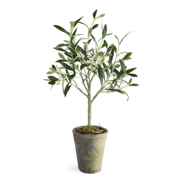 Product Image 1 for Olive Tree Potted from Napa Home And Garden