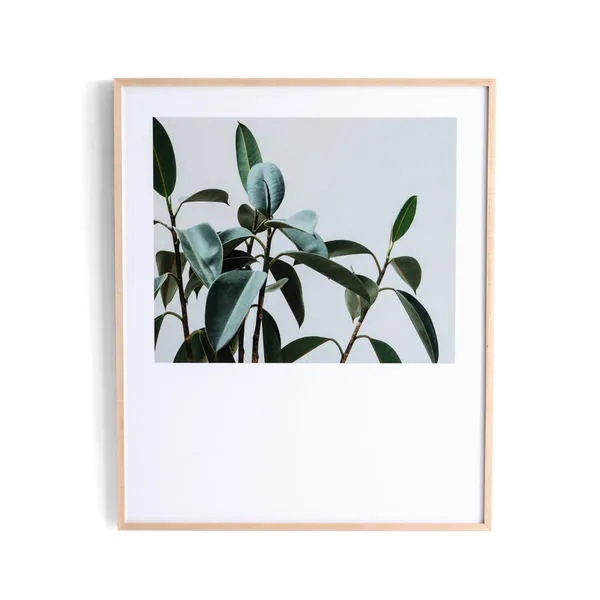 Framed photograph of Ficus Elastica plant with large green leaves against a pale background