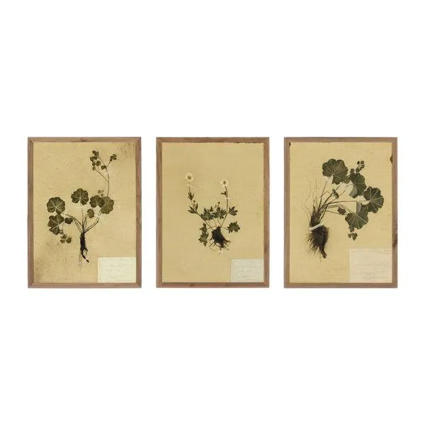 Triptych of three framed botanical paintings featuring dried leafy plants with roots on beige textured paper in rustic wal...