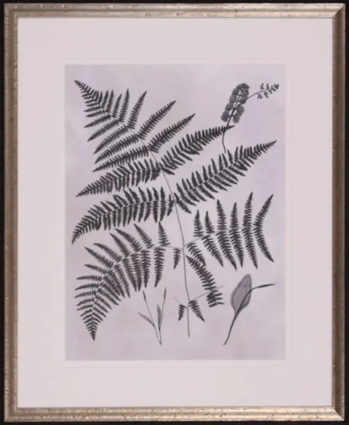 Product Image 1 for Sprout I from Shadow Catchers